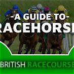 how to bet on racehorses